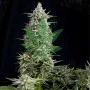 Amnesia Gold Feminised